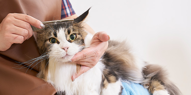 はじめませんか？猫には猫のグルーミング