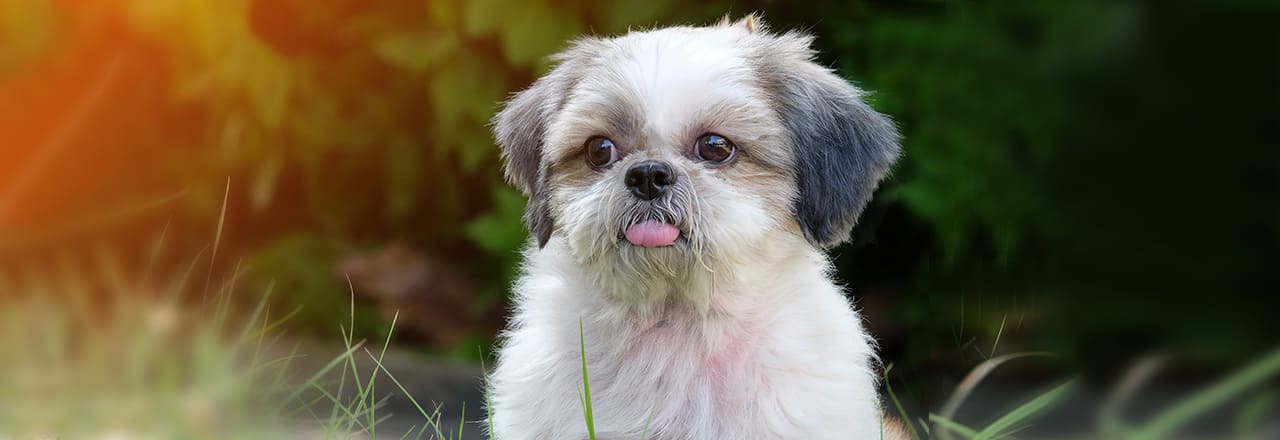 シーズーの性格と注意したい病気！元気にすごせる飼い方のコツとは  