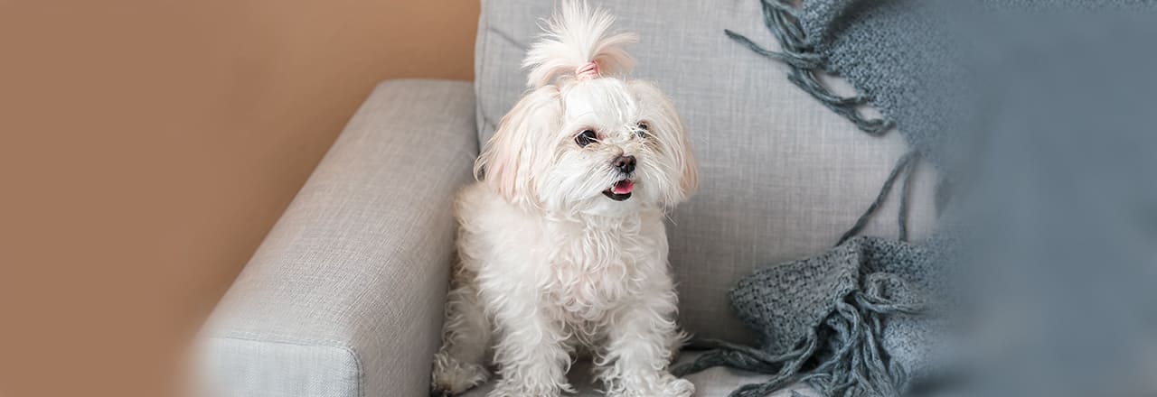 マルチーズ特有の性格は？起こりやすい問題行動と飼い方のコツ 