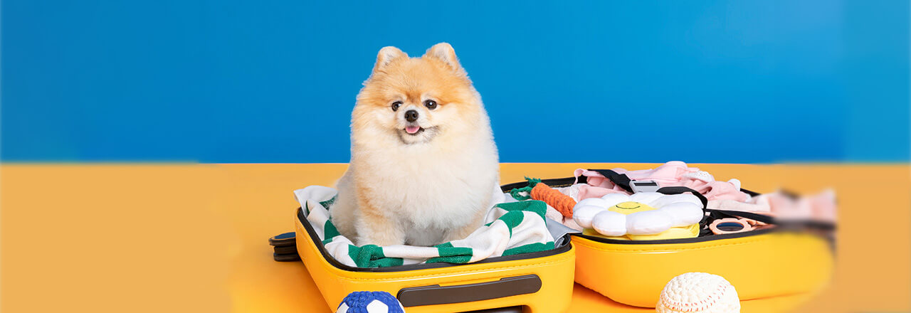 愛犬と旅行する際の持ち物チェックリスト！あると便利なアイテムも解説  