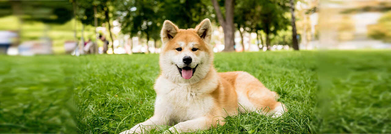 秋田犬の性格は我慢強い？特徴や飼う際の注意点について解説 | ペテモ 