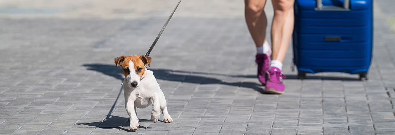 子犬の散歩はいつから始める？散歩デビューの時期・練習方法・注意点を 