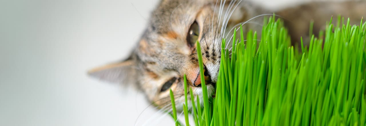 猫草の効果と必要性について｜与える際の注意点も解説 | ペテモ