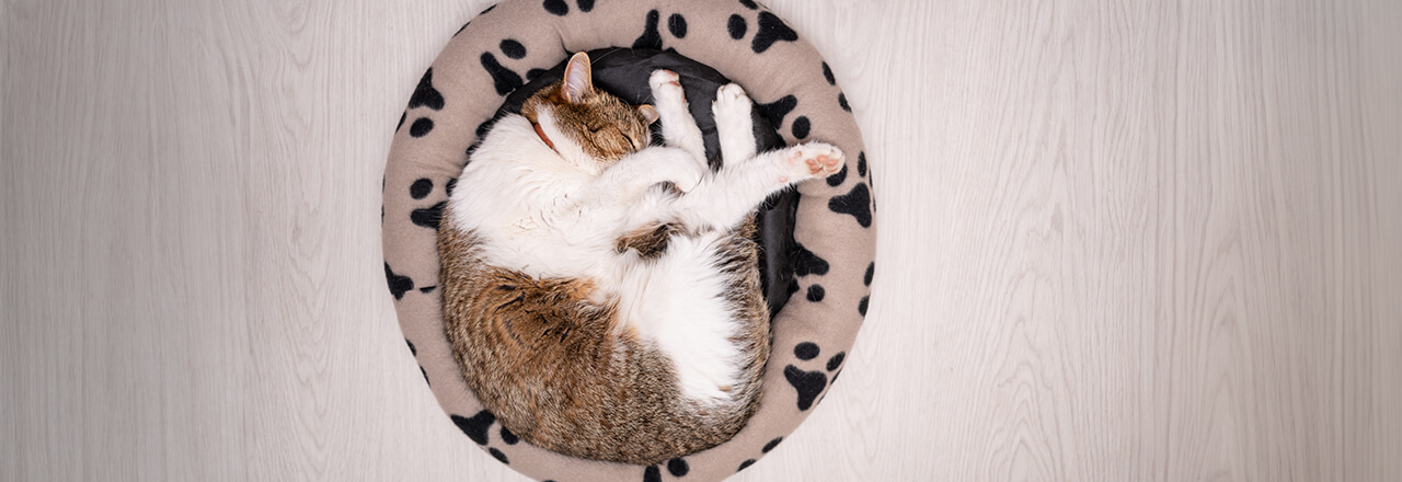 猫が寝る場所を決める条件｜飼い主の近くで寝る心理についても解説 