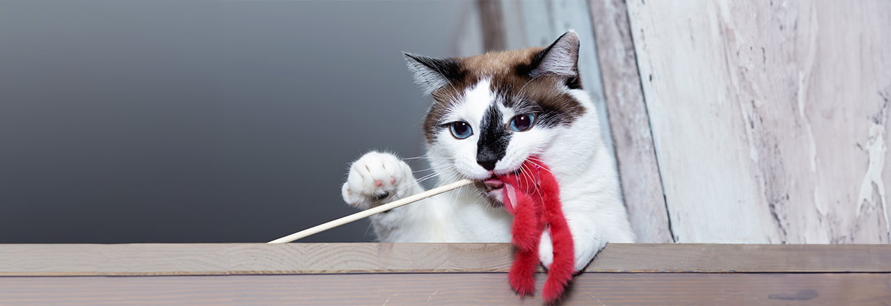 ねこじゃらし・おもちゃの選び方｜愛猫を飽きさせないコツも解説
