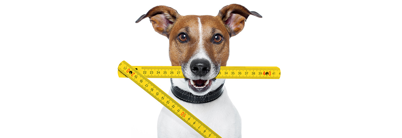 犬用の服の測り方｜サイズ感や服の形状に合わせた方法も解説 | ペテモ 