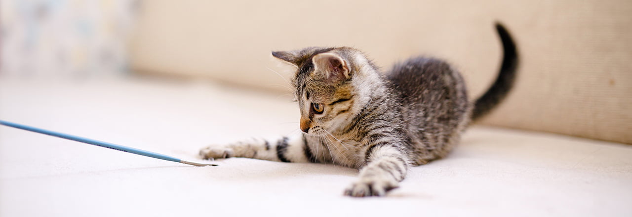 猫のおもちゃの選び方と注意点｜安全・健康・遊びの効果を徹底解説 