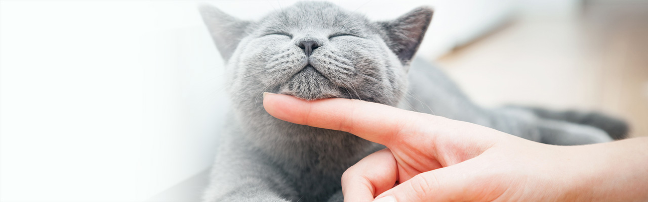 仲良くなれる方法を伝授 猫がなつかない理由と好かれるコツ ペテモ Petemo イオンペット Aeon Pet