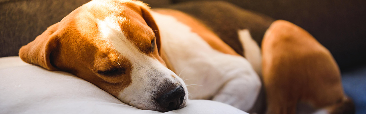 犬の夜鳴きを解消 原因と対処法とは 防音対策も解説 ペテモ Petemo イオンペット Aeon Pet