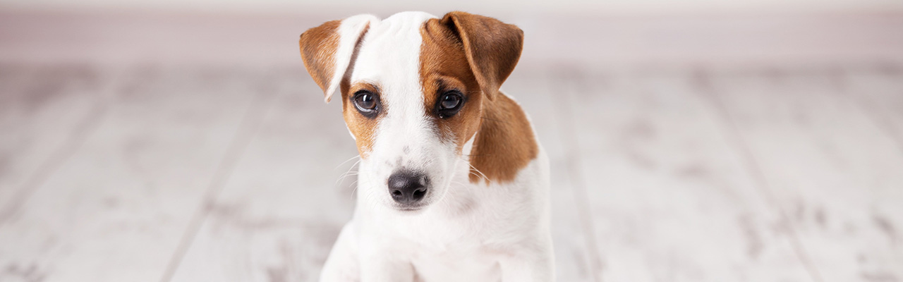 犬のトイレのしつけをマスター 成功のカギとそそうを予防するコツ ペテモ Petemo イオンペット Aeon Pet