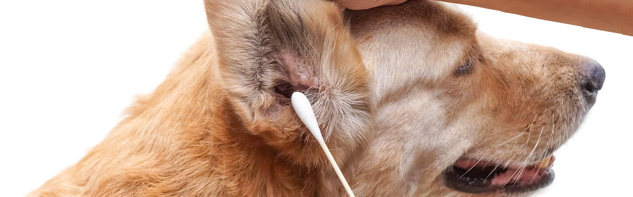 基本を押さえよう 犬の耳掃除の正しいやり方と頻度 注意点 ペテモ Petemo イオンペット Aeon Pet