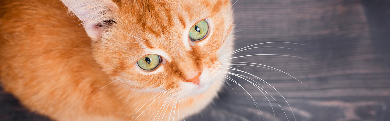 猫のひげ なくなったらどうなる 抜け 切れの原因 ペテモ Petemo イオンペット Aeon Pet