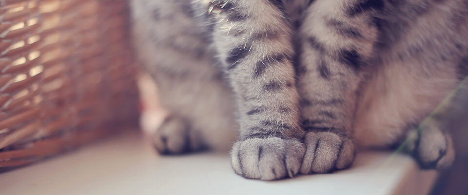 猫がふみふみする5つの理由 自分がしてもらう方法とは ペテモ Petemo イオンペット Aeon Pet