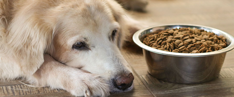 老犬用の食事に切り替えるタイミングと選び方 ペテモ Petemo イオンペット Aeon Pet