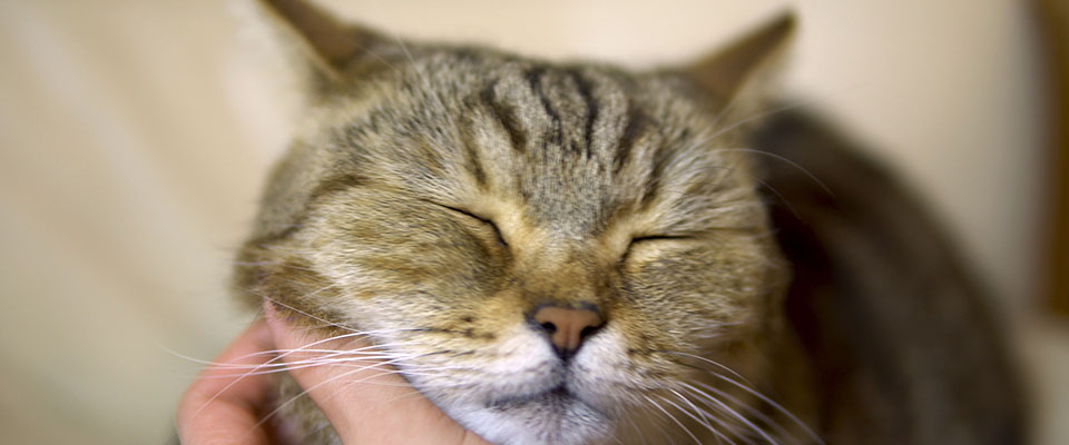 猫がゴロゴロと鳴く意味とは？他のしぐさと合わせて見極めよう！ | ペテモ [PETEMO] | イオンペット [AEON PET]