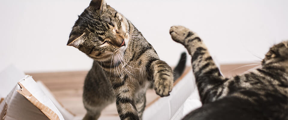猫の喧嘩は止めるべき 喧嘩の原因や多頭飼いで注意したいポイントを紹介 ペテモ Petemo イオンペット Aeon Pet 猫の喧嘩は止めるべき 喧嘩の原因や多頭飼いで注意したいポイントを紹介 ペテモ Petemo イオンペット Aeon Pet