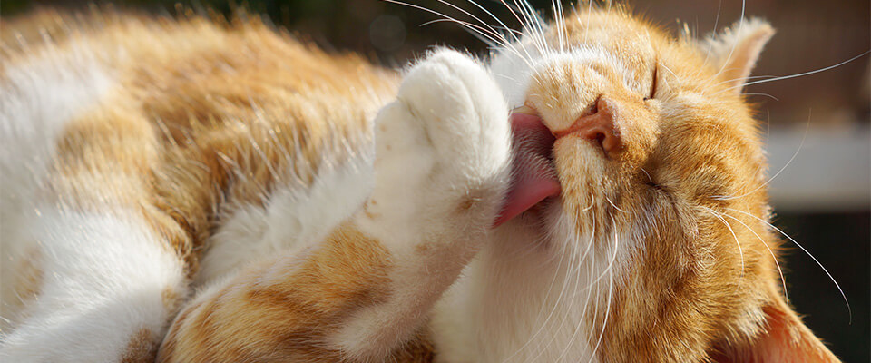 猫はなぜ毛づくろいをする？頻度の変化に注意して病気を予防しよう！ | ペテモ [PETEMO] | イオンペット [AEON PET]