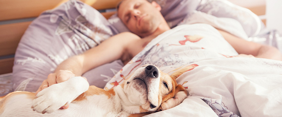 愛犬と一緒に寝るメリット デメリットと気をつけるべきことを紹介 ペテモ Petemo イオンペット Aeon Pet