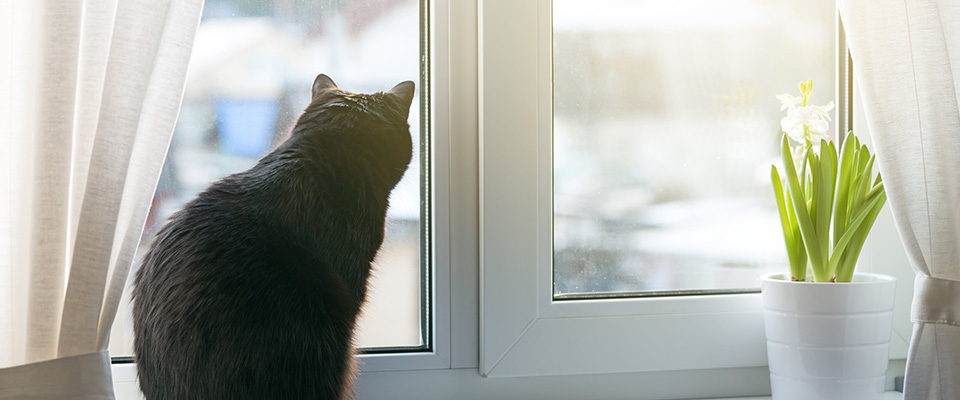 室内飼いの猫が外に出たがる やめさせ方と脱走防止策を考えよう ペテモ Petemo イオンペット Aeon Pet