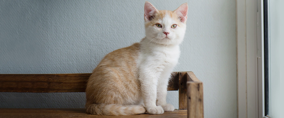 猫の座り方とリラックス度合い 体調が悪い時の特徴も把握しよう ペテモ Petemo イオンペット Aeon Pet 猫の座り方とリラックス度合い 体調が悪い時の特徴も把握しよう ペテモ Petemo イオンペット Aeon Pet