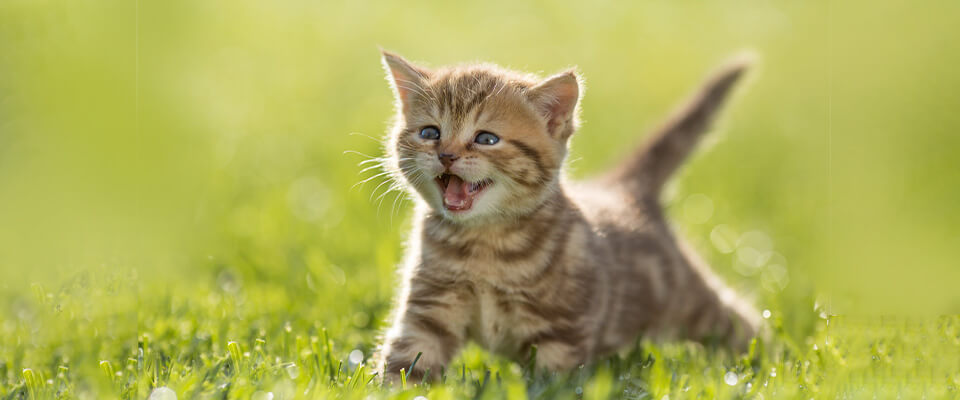 猫が変な声で鳴く理由は いつもと違う声や異常のサインを解説 ペテモ Petemo イオンペット Aeon Pet
