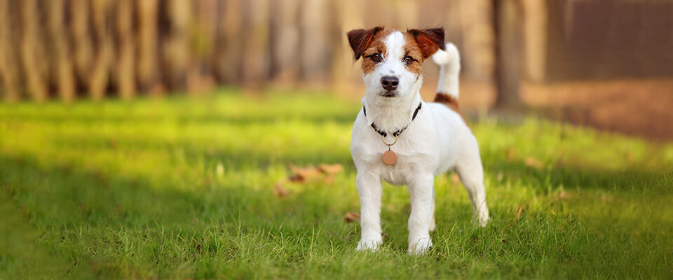 ジャックラッセルテリアの特徴と性格 飼い方のコツや費用も抑えよう