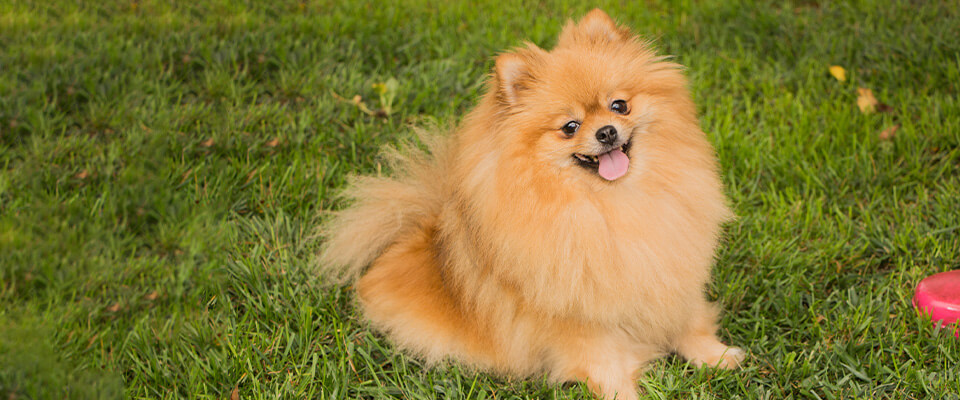 ポメラニアンについて | 埼玉県のペットショップ - Paws Foglio