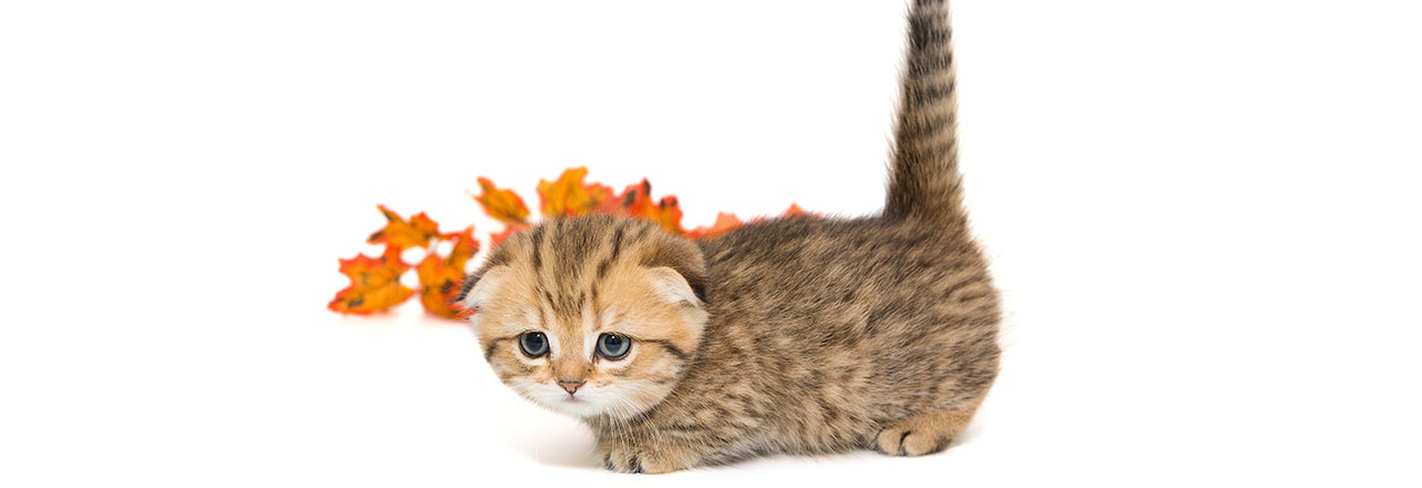 マンチカンの特徴と性格 オスとメスの違いや4つの猫種についても紹介  