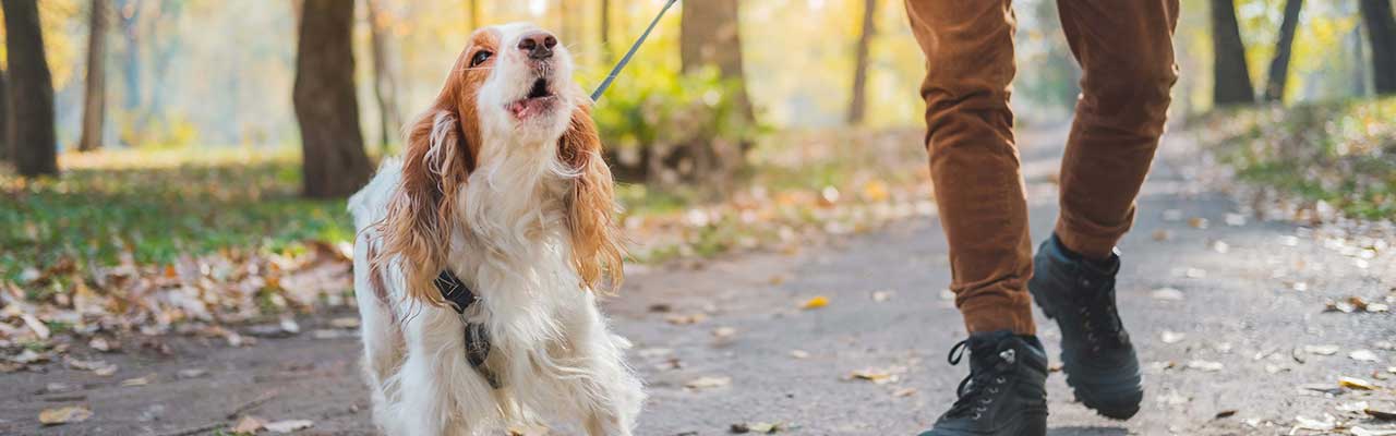 犬が吠える6つの理由としつけ方 Ngな対処法も ペテモ Petemo イオンペット Aeon Pet