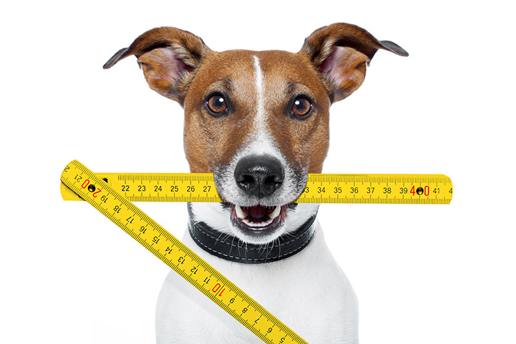 犬用の服の測り方｜サイズ感や服の形状に合わせた方法も解説