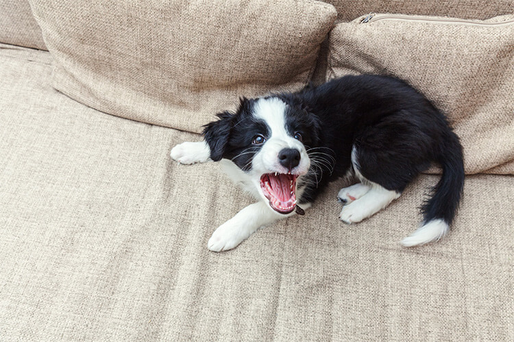 放っておくと危険 犬の毛玉のほぐし方と予防法 ペテモ Petemo コラム イオンペット Aeon Pet ペテモ Petemo イオンペット Aeon Pet