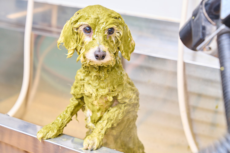 愛犬に合わせた豊富なオプション