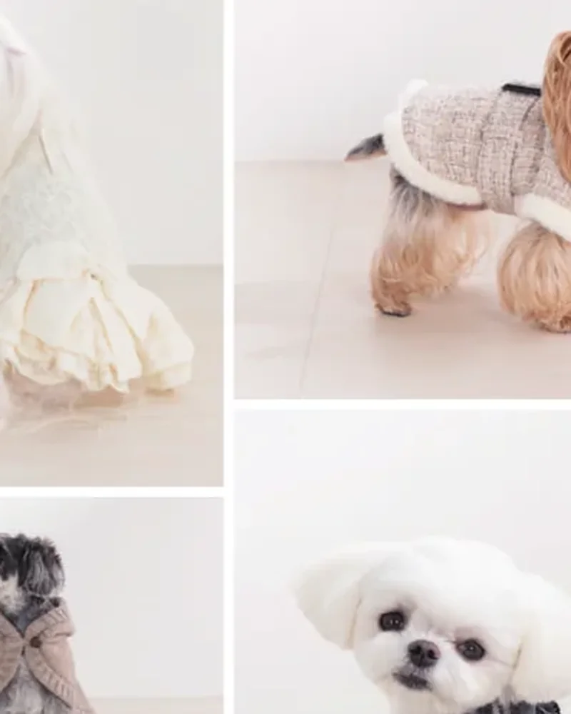 Amour et Pattes コレクション