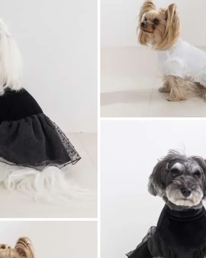 Amour et Pattes コレクション