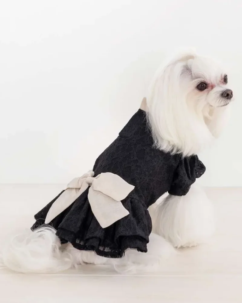 Amour et Pattes コレクション