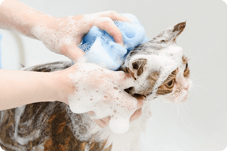 猫のグルーミング 対象店舗 | ペテモ [PETEMO] | イオンペット [AEON PET] 