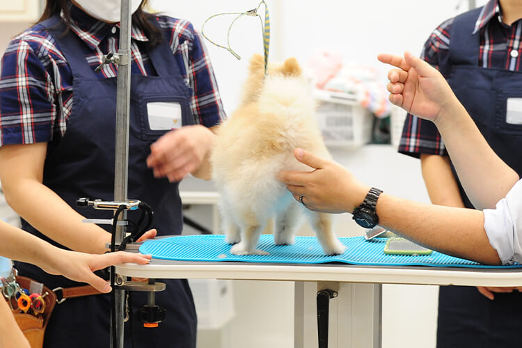 グルーミング | ペテモ [PETEMO] | イオンペット [AEON PET] 