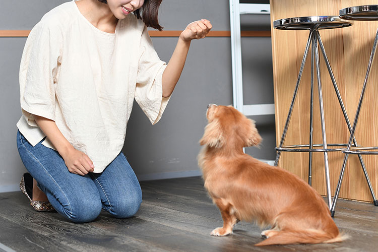 ペテモどうぶつ医療センター相模原しつけ教室 ペテモ Petemo イオンペット Aeon Pet