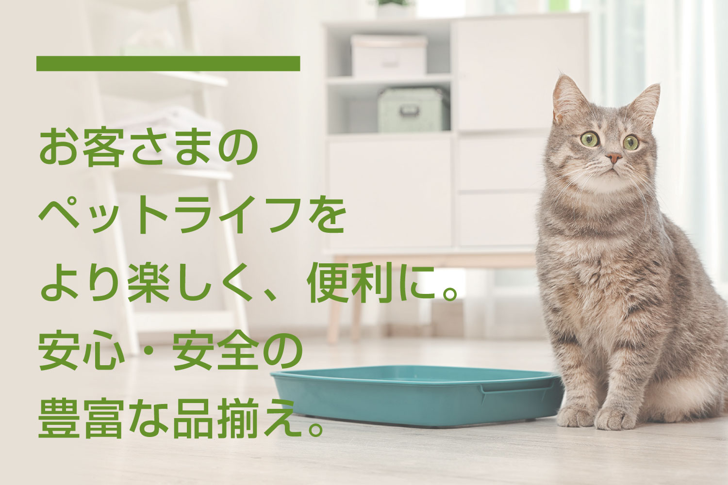 子猫 成猫 トイレのしつけの基礎知識 ペテモ Petemo コラム イオンペット Aeon Pet ペテモ Petemo イオンペット Aeon Pet