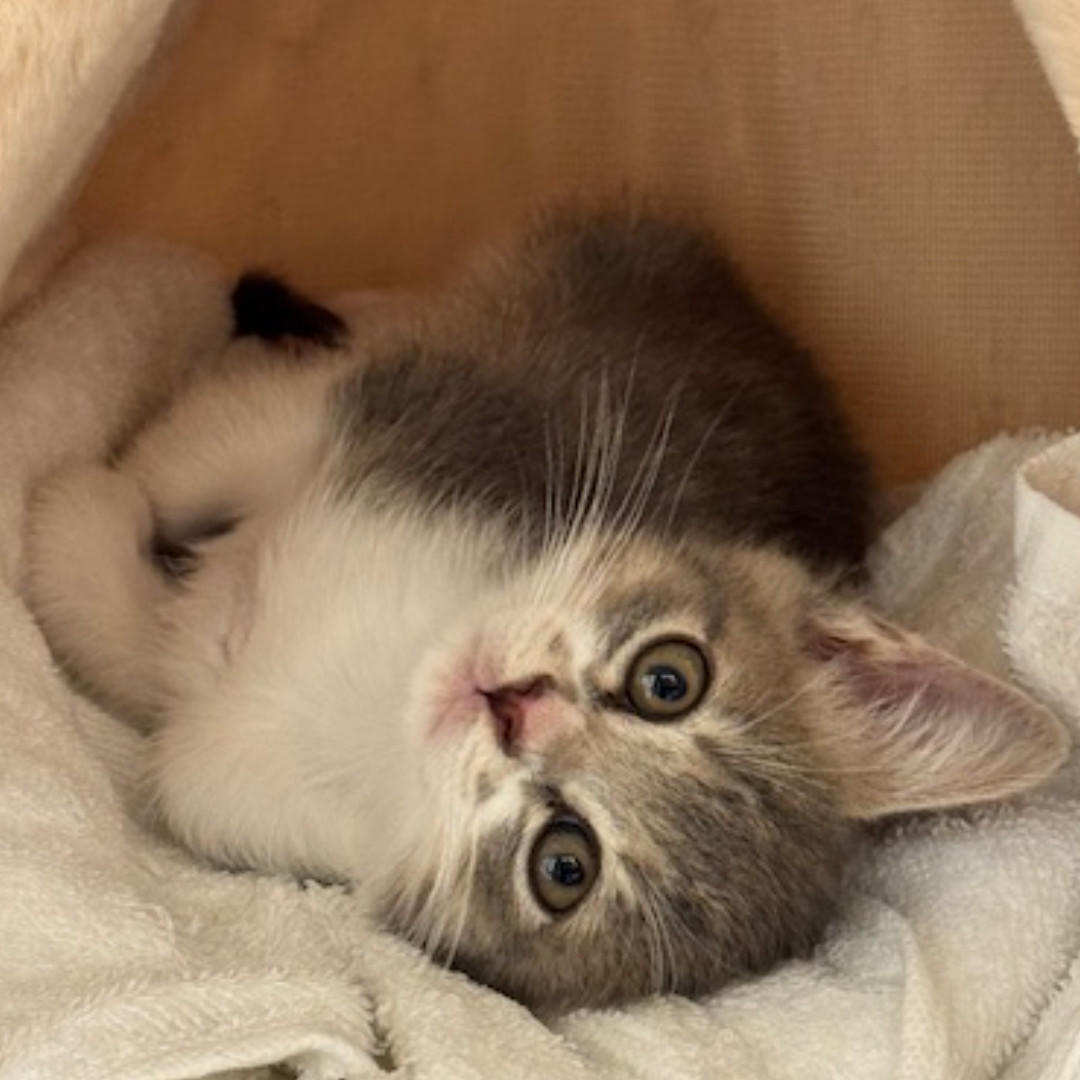 ケーナ_デビュー③ (2025_10_21 16_15_10 1080x1080px).jpg