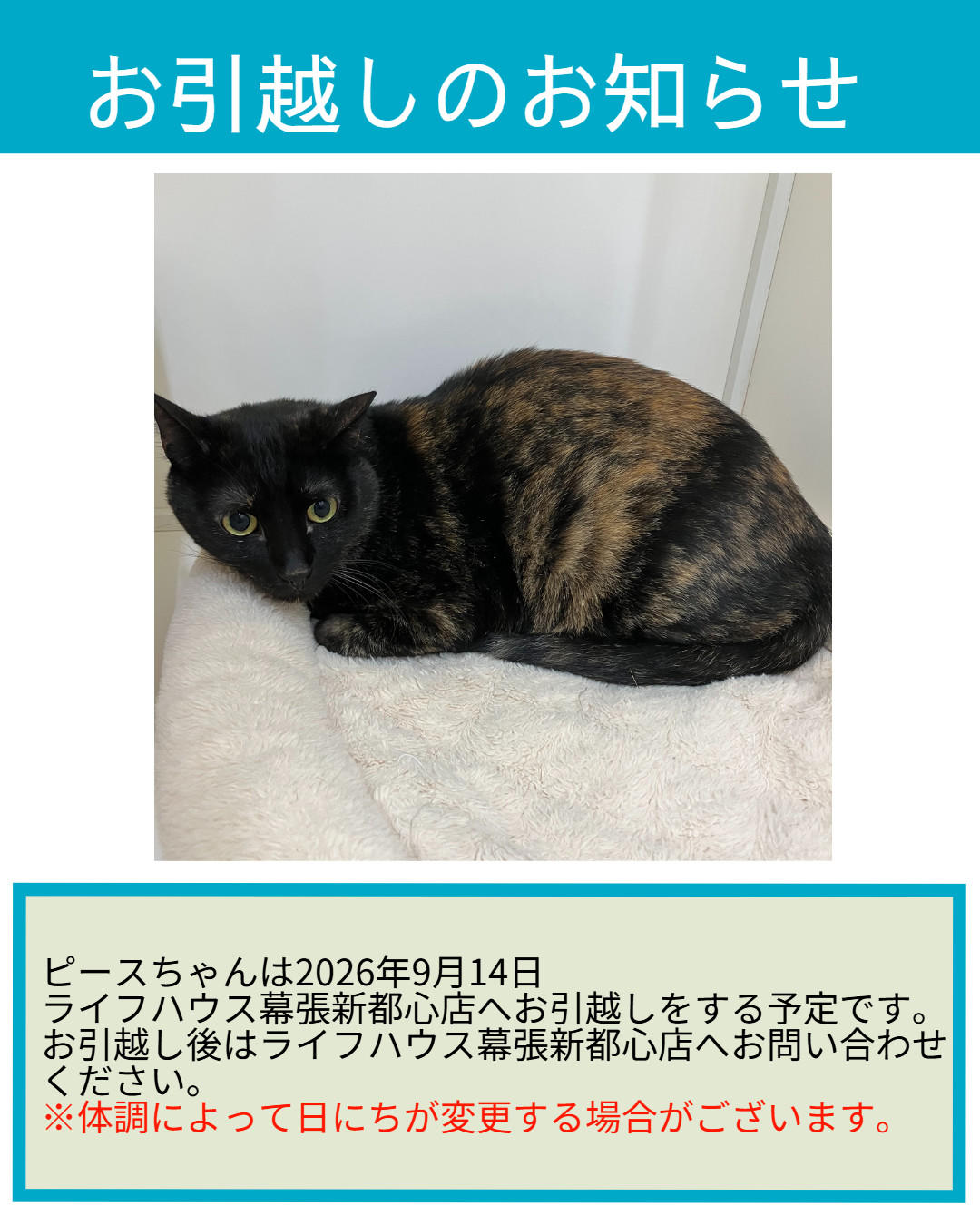 お引越し_ピース (2026_9_8 14_10_29 1080x1350px).jpg