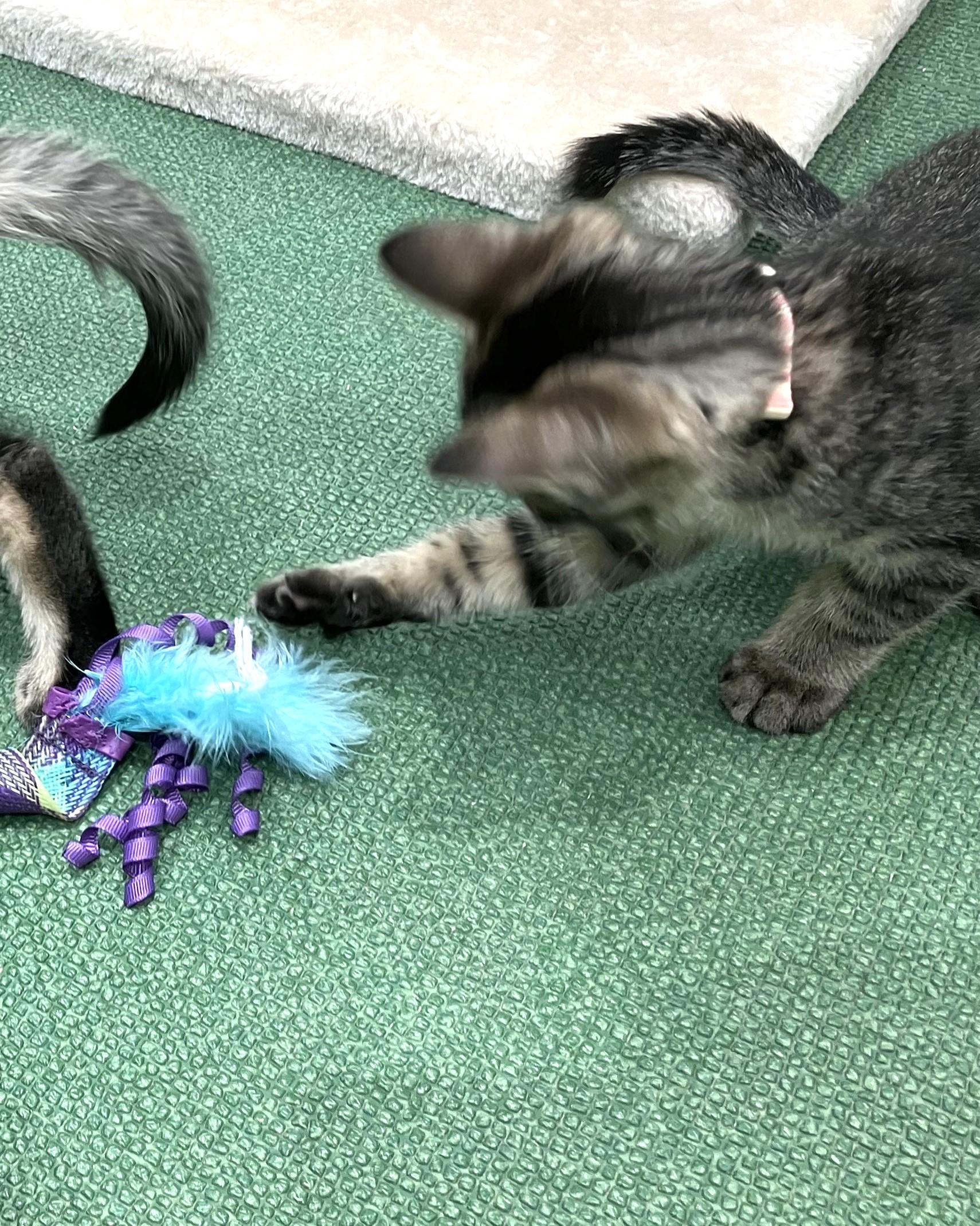 Image_20250629_142702.jpeg