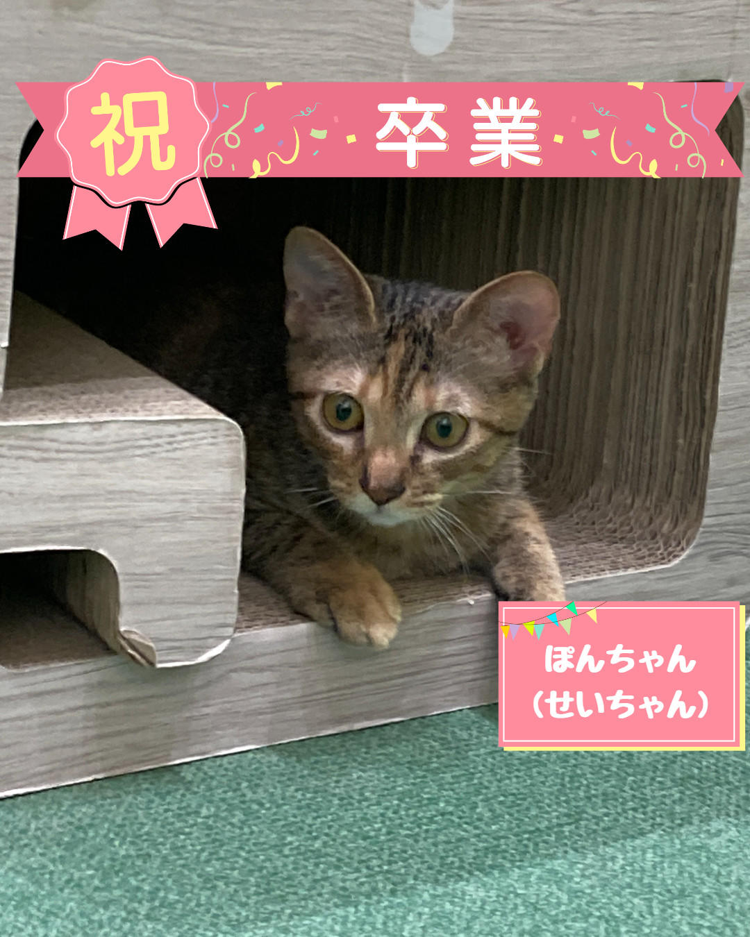 卒業 せい (2026_9_3 12_42_17 1080x1350px).jpg
