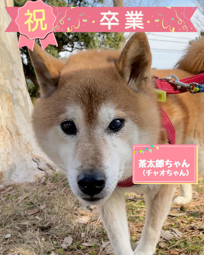 卒業チャオ (2026_5_24 9_51_03 1080x1350px).jpg