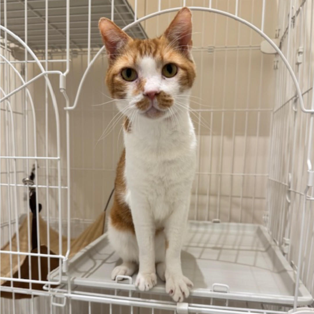 ゴレイ_卒業➁ (2025_11_18 10_52_31 1080x1080px).jpg