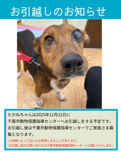 ｲﾝｽﾀ引越たかね (2025_12_11 10_02_09 1080x1350px).jpg