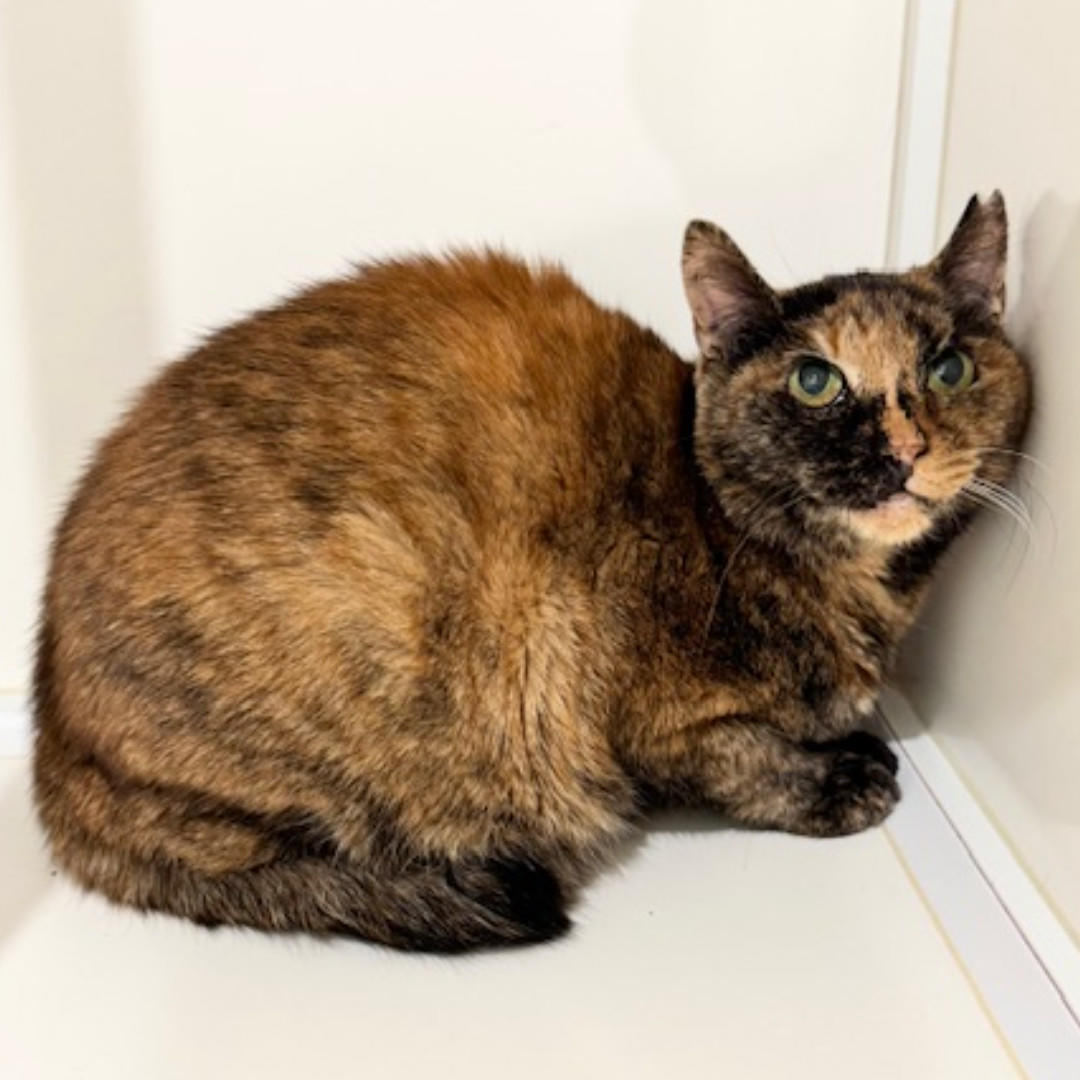 百合_卒業② (2026_3_8 15_42_59 1080x1080px).jpg