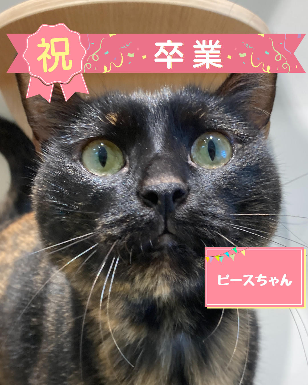 卒業　ピース (2026_9_30 15_10_18 1080x1350px).jpg