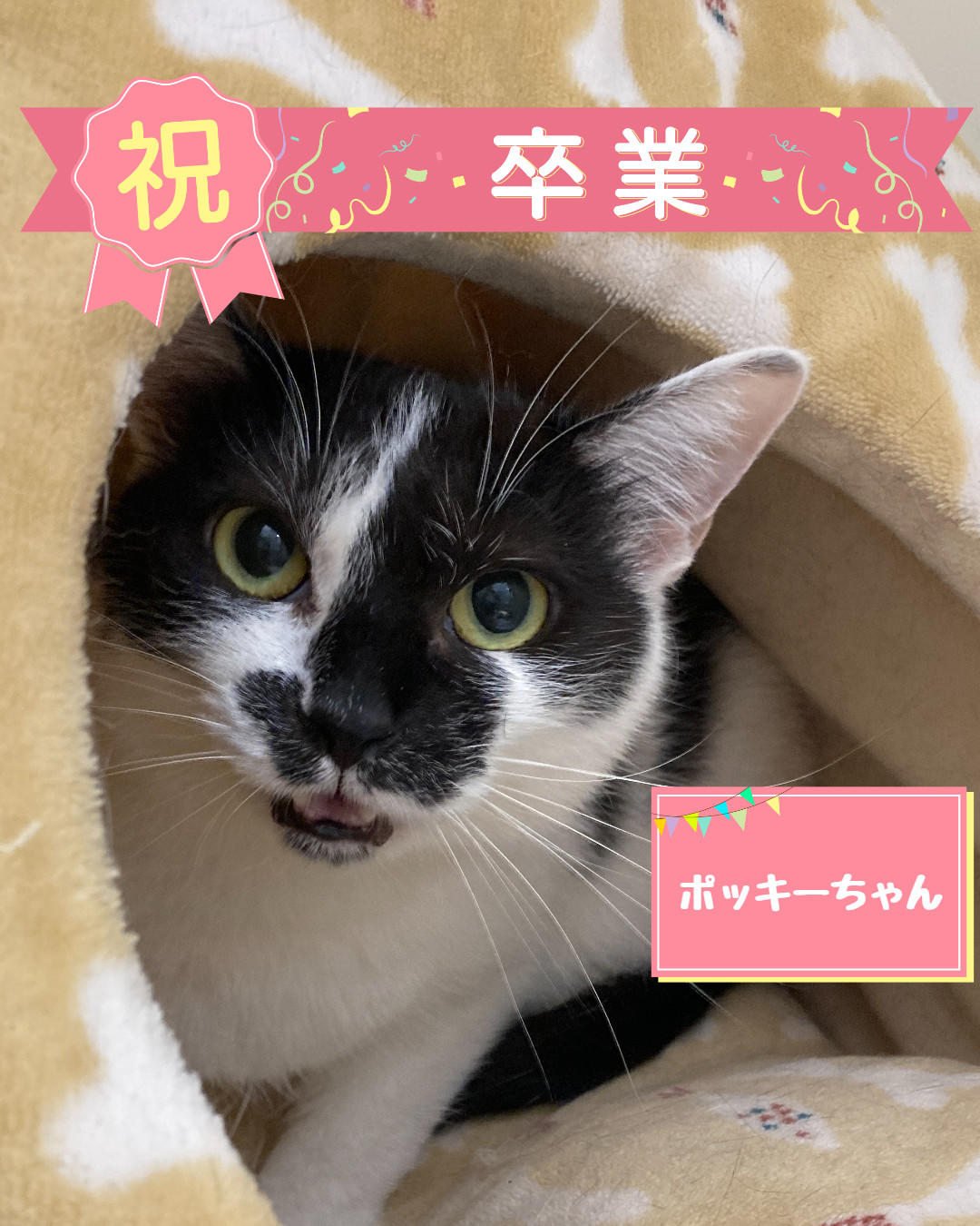 卒業　ポッキー (2026_7_16 14_59_54 1080x1350px).jpg