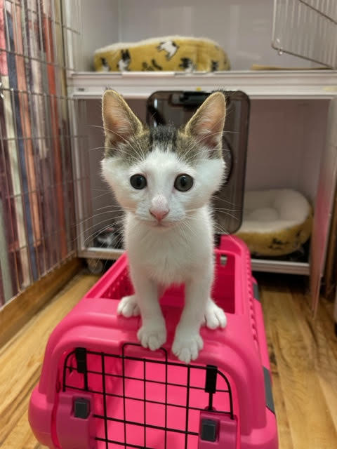 kitty_2.jpg